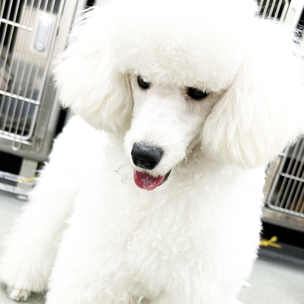 生徒が送ってくれたモデル犬の写真☆